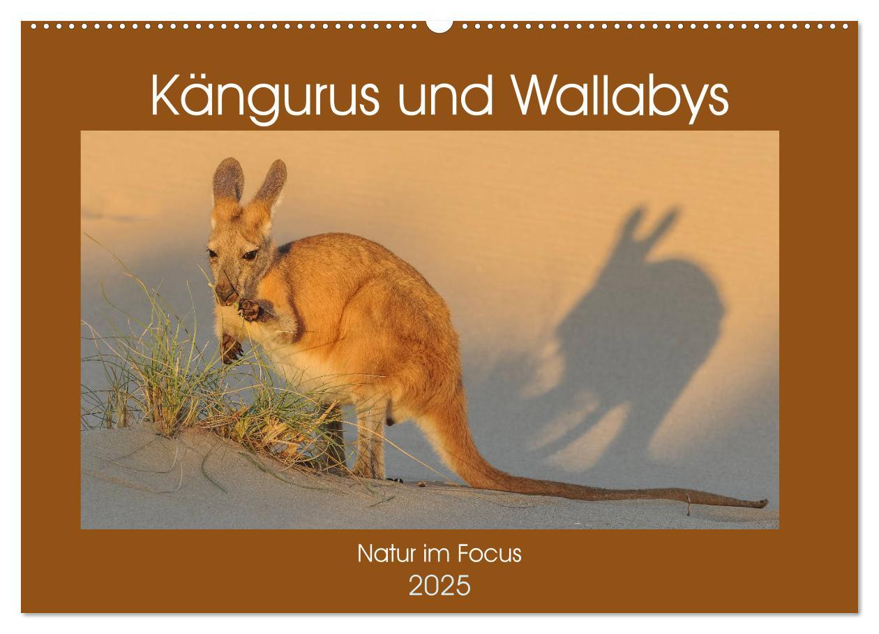 Cover: 9783435362165 | Kängururs und Wallabys (Wandkalender 2025 DIN A2 quer), CALVENDO...