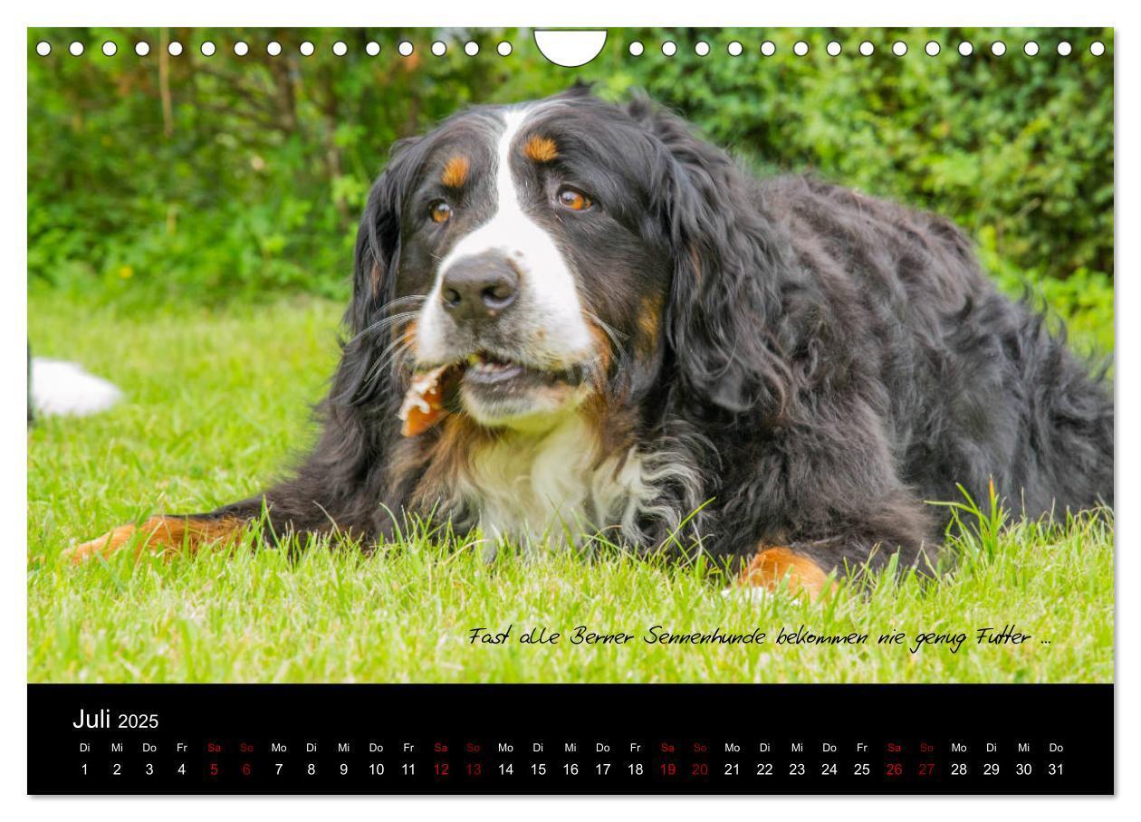 Bild: 9783435403431 | So ist er. Der Berner Sennenhund (Wandkalender 2025 DIN A4 quer),...