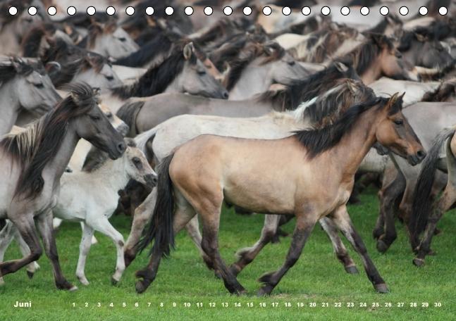 Bild: 9783660482171 | Dülmener Wildpferde - Gefährdete Nutztierrasse (Tischkalender...