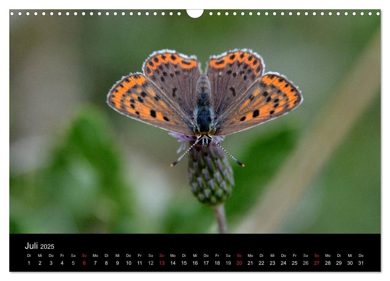 Bild: 9783435502585 | Schmetterlinge in Deutschland (Wandkalender 2025 DIN A3 quer),...