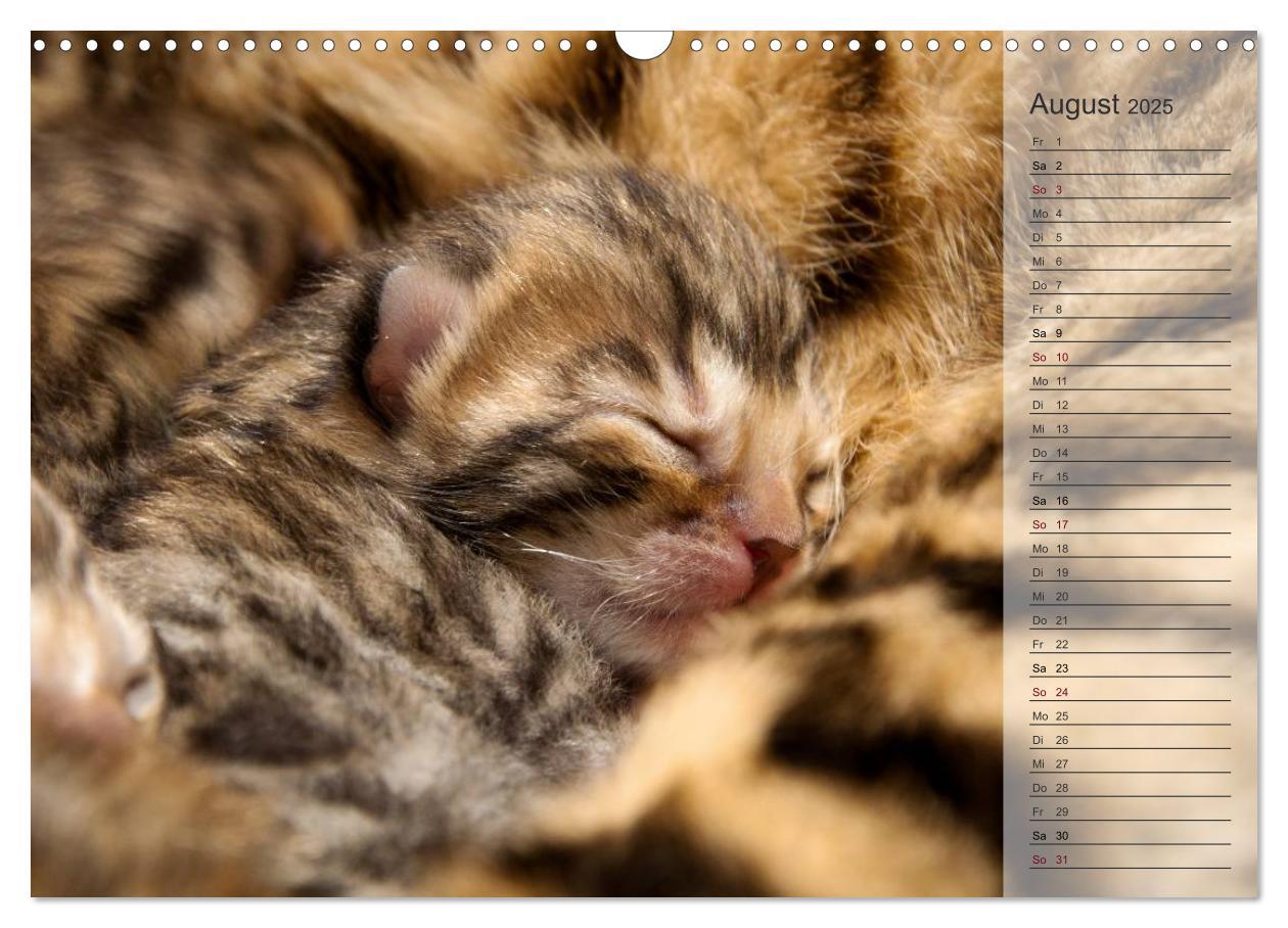 Bild: 9783435593071 | Die Bengalkatze. Edition Jungtiere (Wandkalender 2025 DIN A3 quer),...