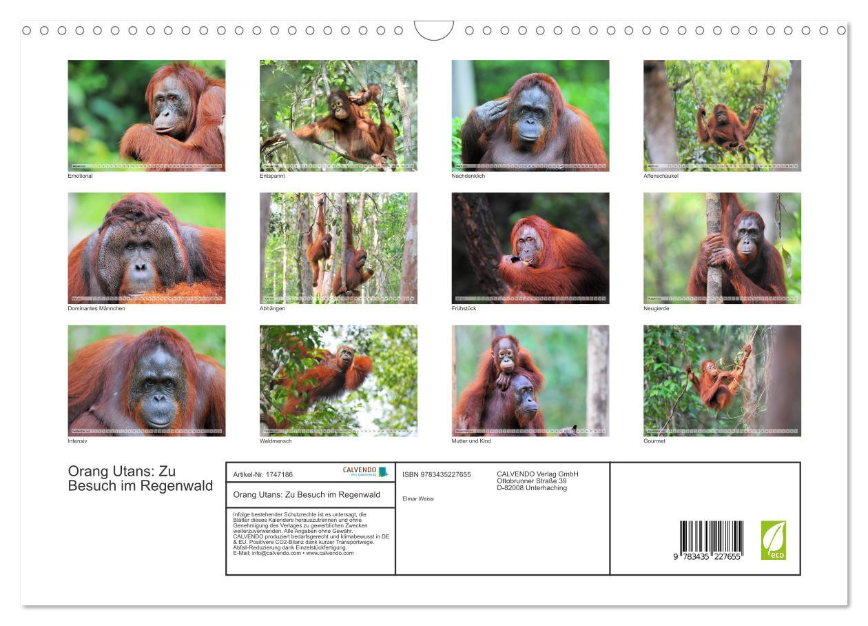 Bild: 9783435227655 | Orang Utans: Zu Besuch im Regenwald (Wandkalender 2025 DIN A3...