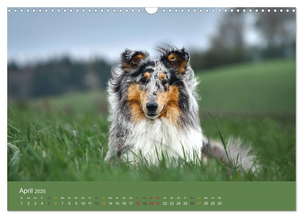 Bild: 9783435018598 | Der Collie der beste Hund der Welt (Wandkalender 2025 DIN A3 quer),...