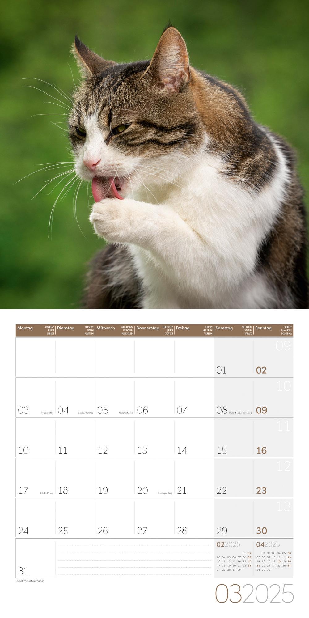 Bild: 9783838445205 | Katzen Kalender 2025 - 30x30 | Ackermann Kunstverlag | Kalender | 2025