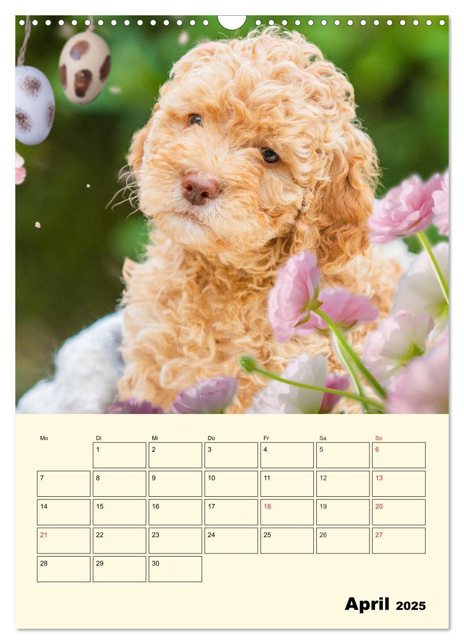 Bild: 9783435952236 | Jahresplaner Lagotto Romagnolo Welpen (Wandkalender 2025 DIN A3...