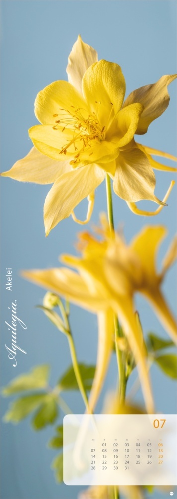 Bild: 9783756404612 | Magic Flowers Vertical Kalender 2025 | Sibylle Pietrek | Kalender