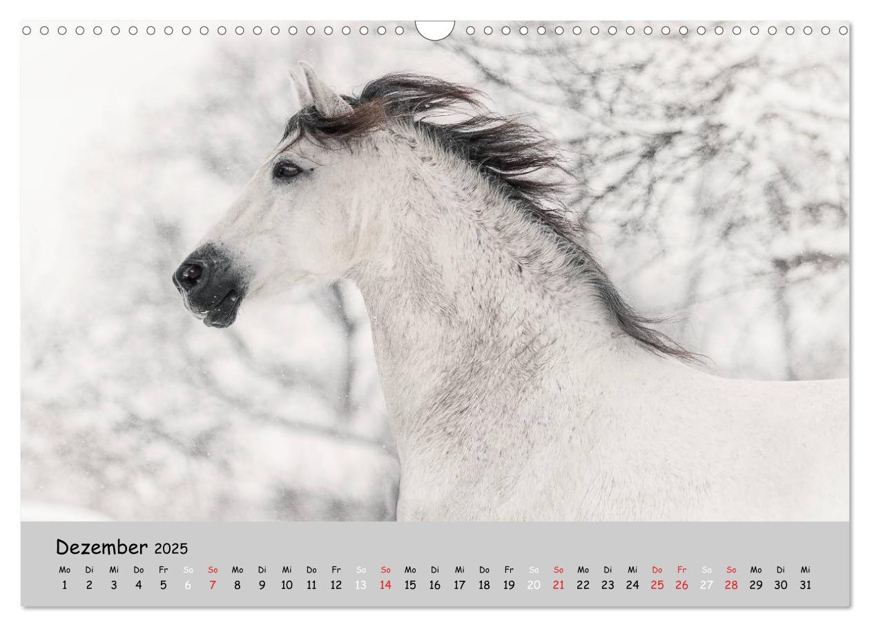 Bild: 9783435563371 | Pferde - Anmut und Stärke gepaart mit Magie (Wandkalender 2025 DIN...