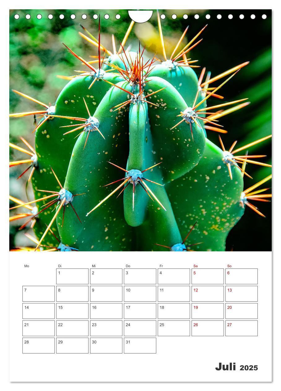 Bild: 9783435890583 | Dornige Schönheiten - Kakteen und Sukkulenten (Wandkalender 2025...