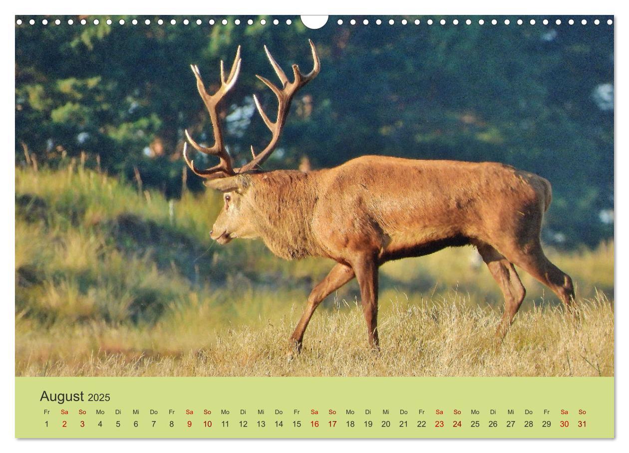 Bild: 9783435391455 | Küsten Hirsche - Rotwild auf dem Darß (Wandkalender 2025 DIN A3...