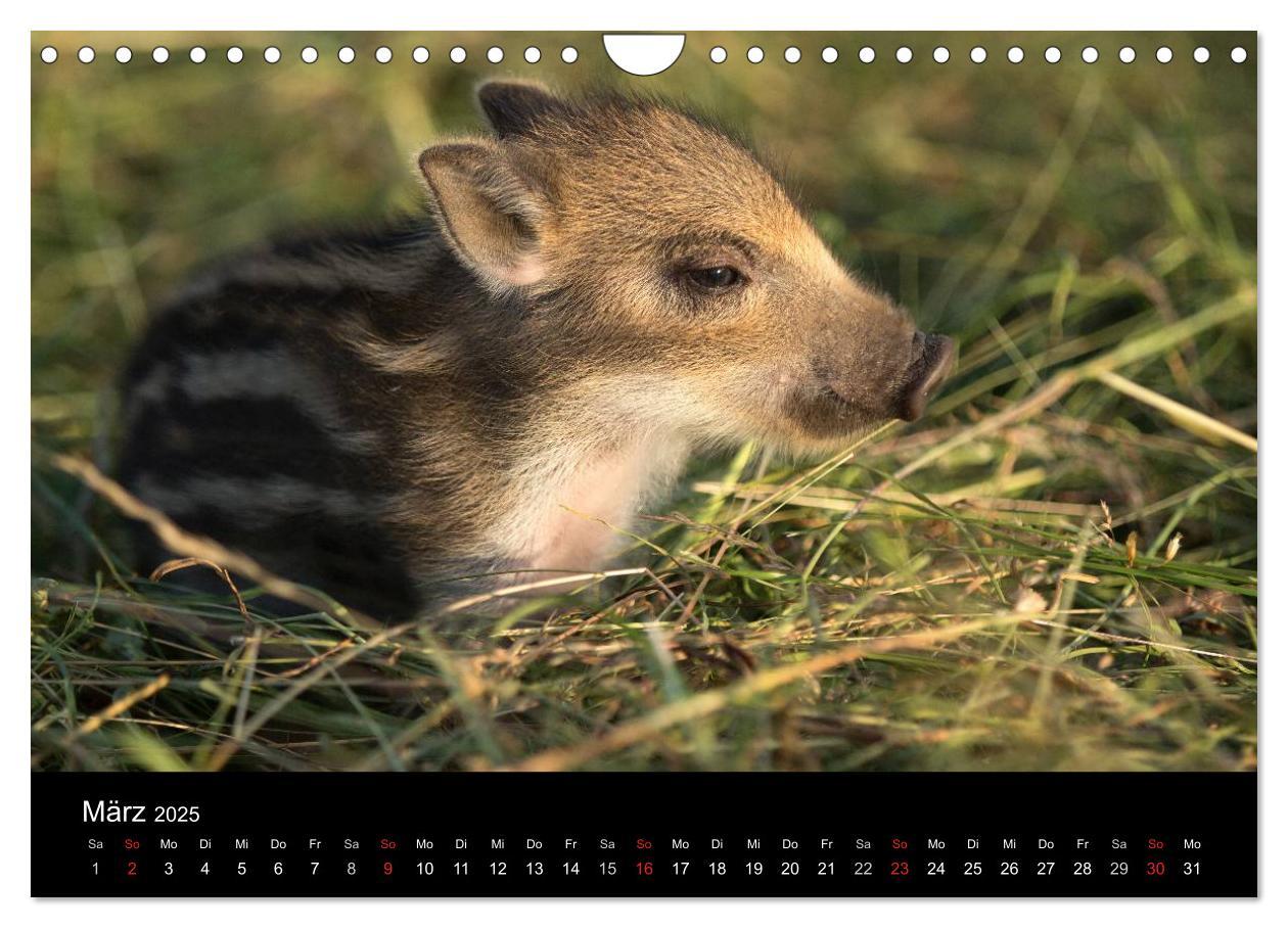 Bild: 9783435537358 | Kleine Schweinereien (Wandkalender 2025 DIN A4 quer), CALVENDO...