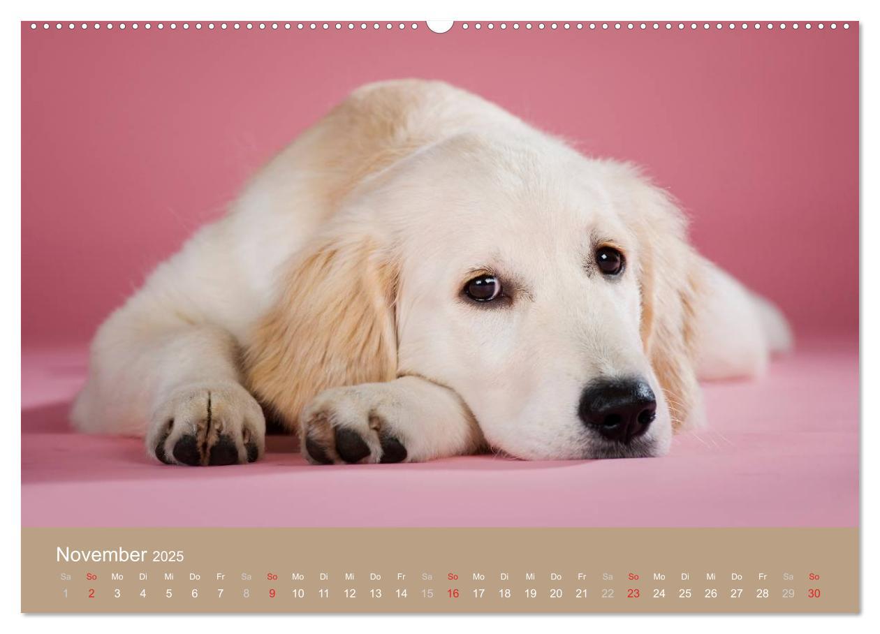 Bild: 9783435743551 | Golden Retriever (Wandkalender 2025 DIN A2 quer), CALVENDO...