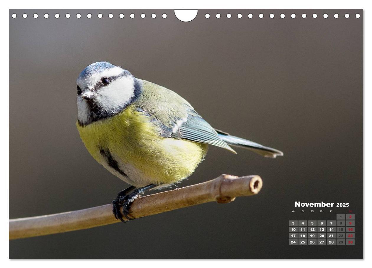 Bild: 9783435729210 | NATUR PUR - Singvögel ganz nah (Wandkalender 2025 DIN A4 quer),...