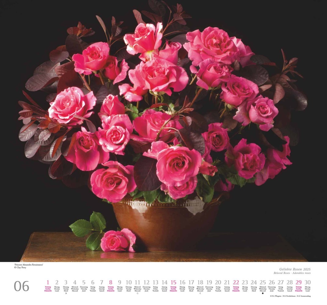 Bild: 4250809653082 | DUMONT - Geliebte Rosen 2025 Wandkalender, 30x30cm, Kalender mit...