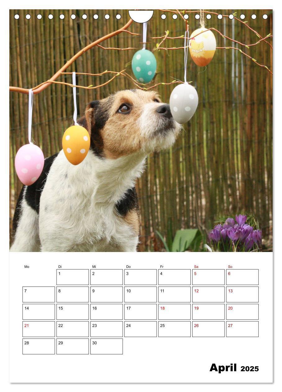 Bild: 9783435996063 | Tender Fellows - Parson Russell Terrier (Wandkalender 2025 DIN A4...