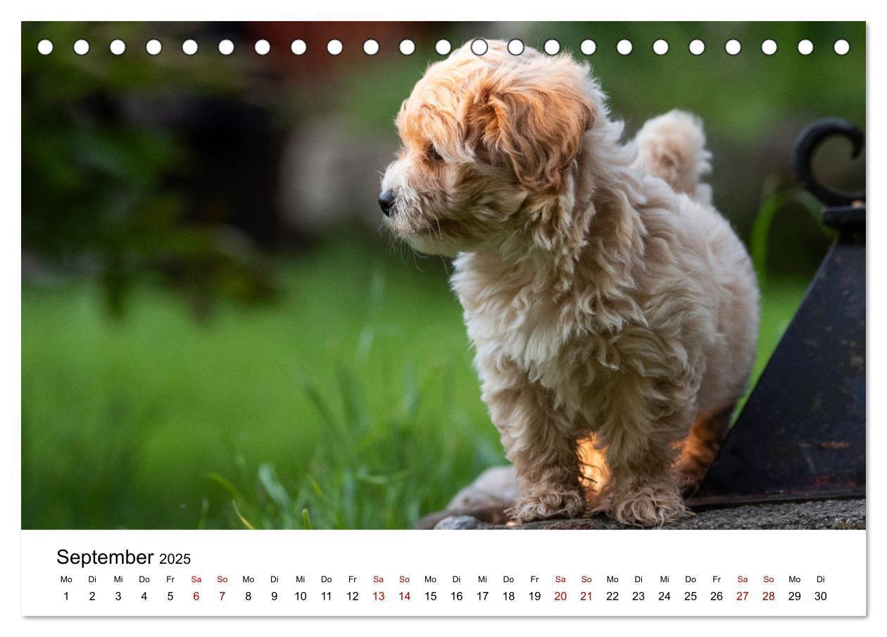 Bild: 9783435037353 | Maltipoo Welpen (Tischkalender 2025 DIN A5 quer), CALVENDO...