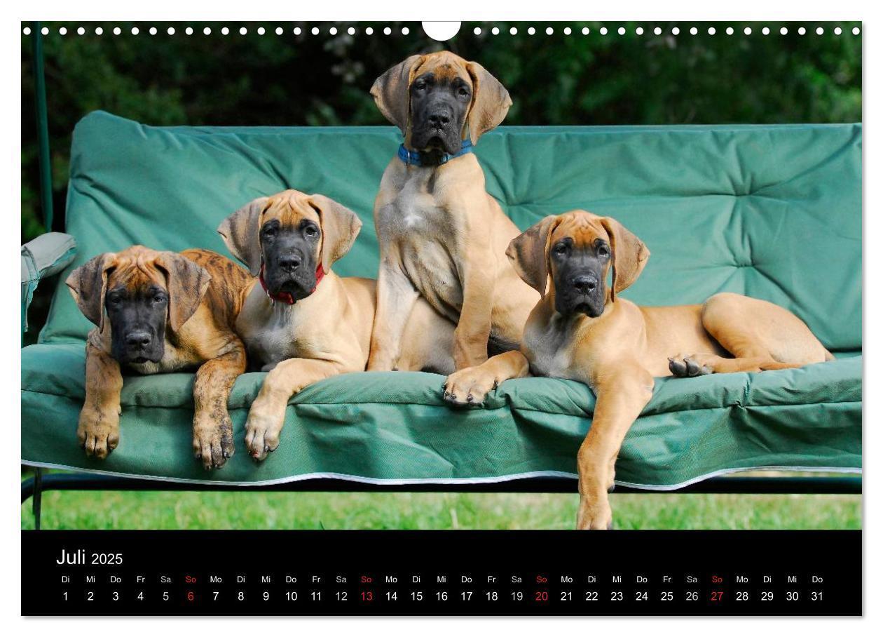 Bild: 9783435761890 | Deutsche Dogge 2025 (Wandkalender 2025 DIN A3 quer), CALVENDO...