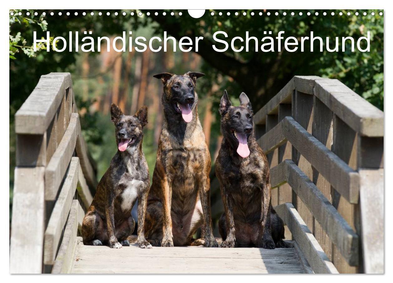 Cover: 9783435687244 | Holländischer Schäferhund (Wandkalender 2025 DIN A3 quer), CALVENDO...