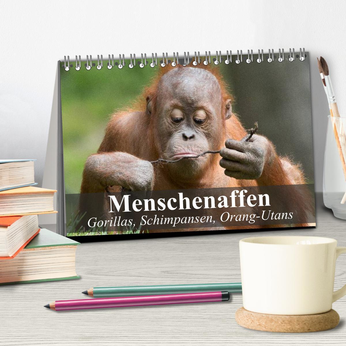 Bild: 9783435623068 | Menschenaffen. Gorillas, Schimpansen, Orang-Utans (Tischkalender...