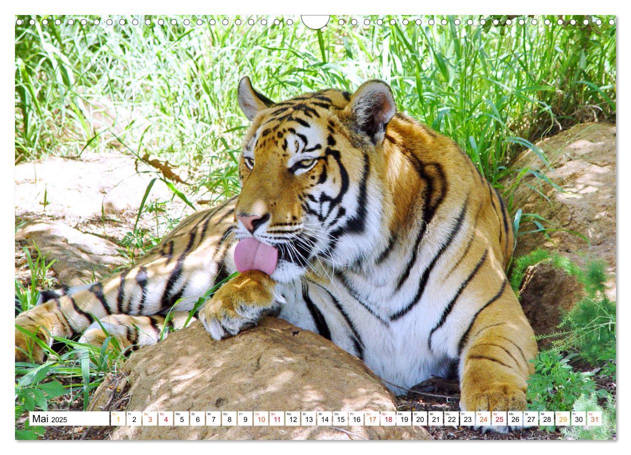 Bild: 9783435312054 | TIGER IMPRESSIONEN Gestreifte Seltenheit auf unserer Erde...