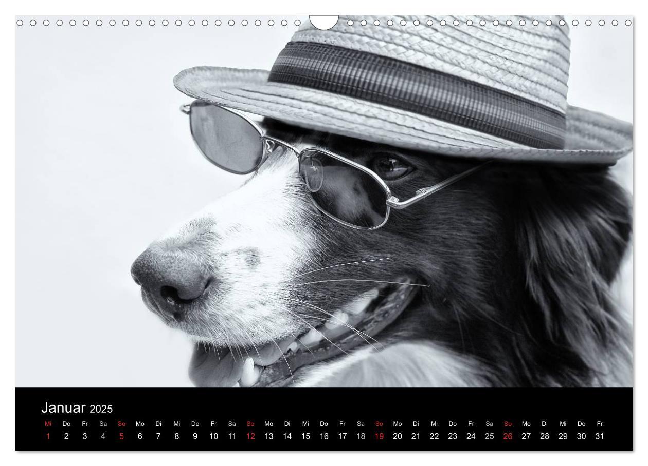 Bild: 9783435781096 | Hütehunde (Wandkalender 2025 DIN A3 quer), CALVENDO Monatskalender