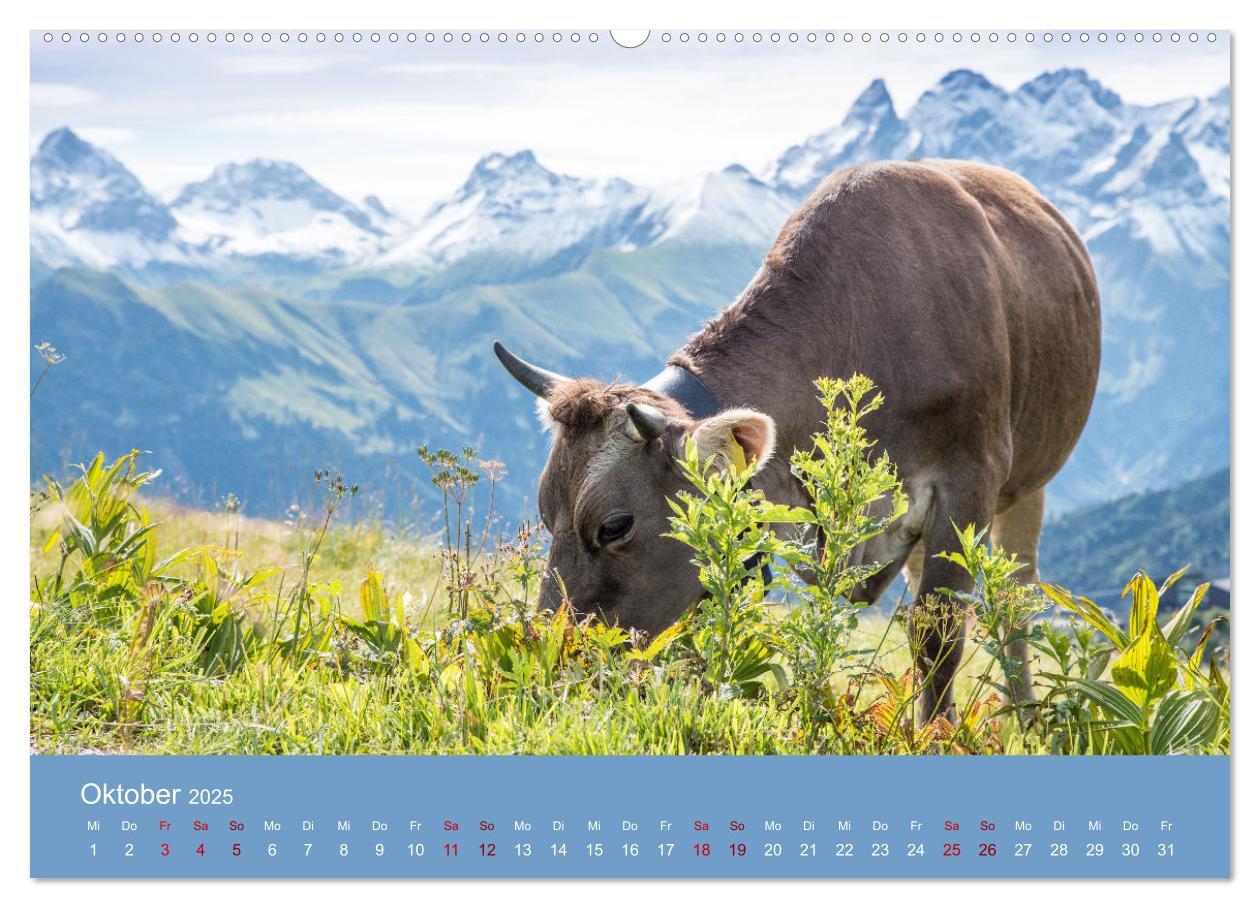 Bild: 9783383832048 | Allgäuer Rindvieh 2025 (hochwertiger Premium Wandkalender 2025 DIN...