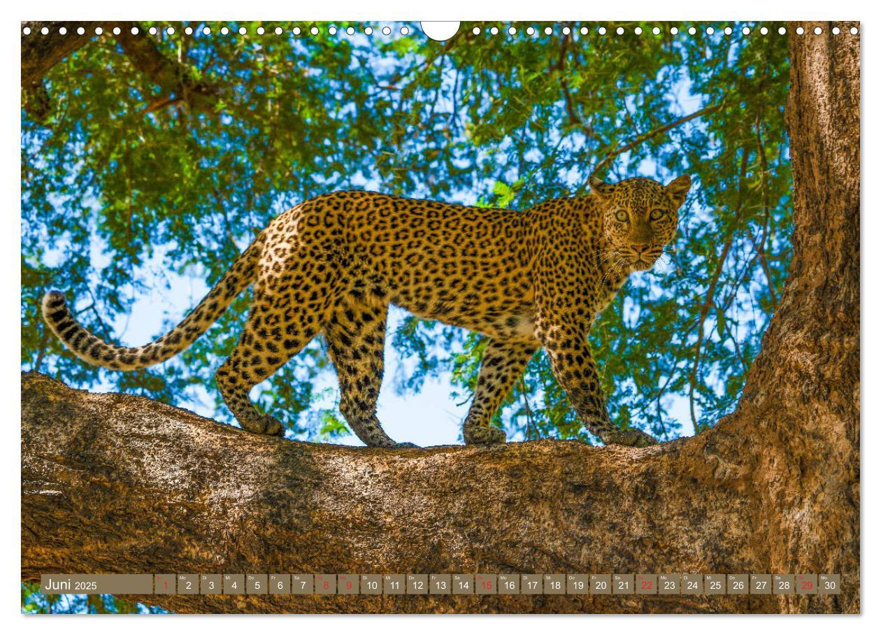 Bild: 9783435313198 | Wildlife Sambia (Wandkalender 2025 DIN A3 quer), CALVENDO...