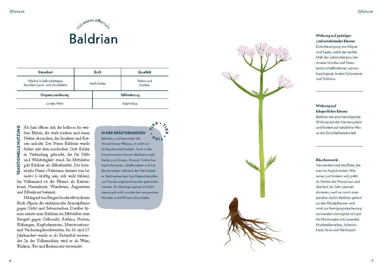 Bild: 9783708808550 | Die Heilkraft des Räucherns | Friedrich Kaindlstorfer | Taschenbuch