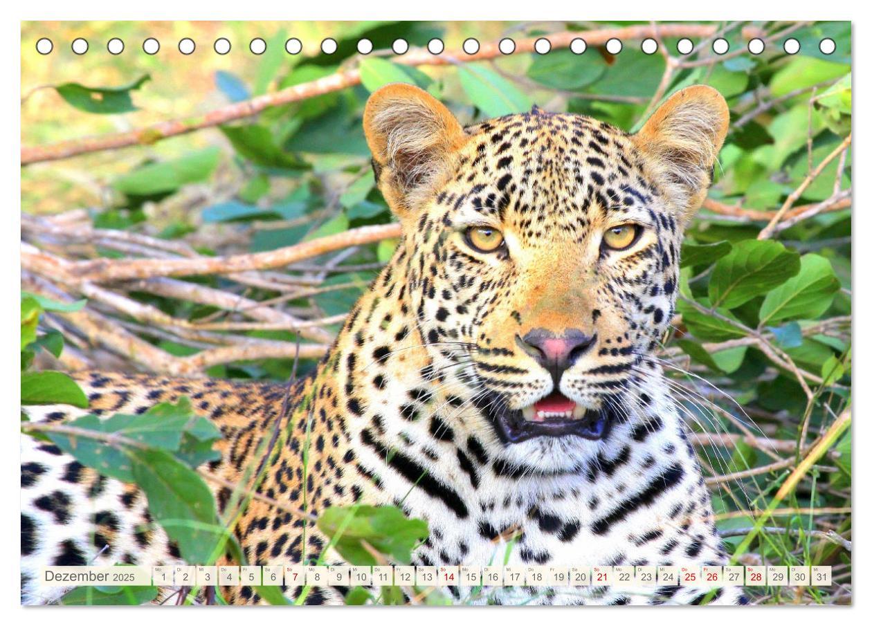 Bild: 9783435088874 | Afrikas Tiere. Majestäten in exotischer Wildnis (Tischkalender 2025...