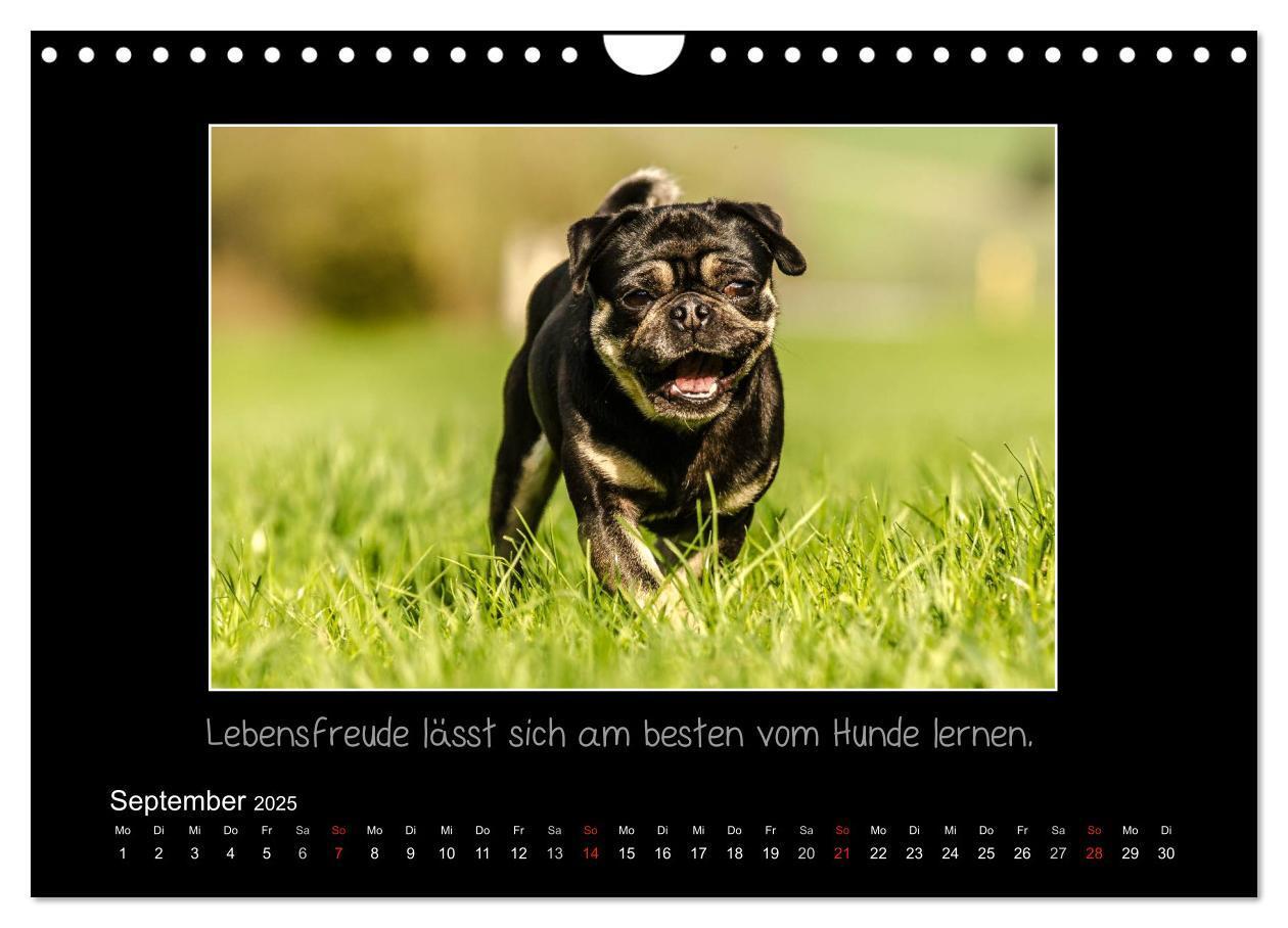 Bild: 9783435713837 | Möpse 2025 (Wandkalender 2025 DIN A4 quer), CALVENDO Monatskalender