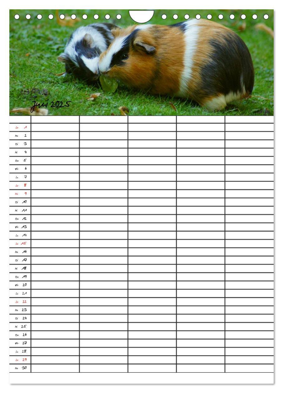 Bild: 9783457026205 | Meerschweinchen und Kaninchen Familienplaner (Wandkalender 2025 DIN...