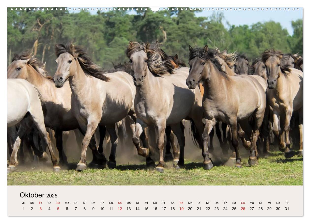 Bild: 9783435813056 | Dülmener Wildpferde (Wandkalender 2025 DIN A2 quer), CALVENDO...