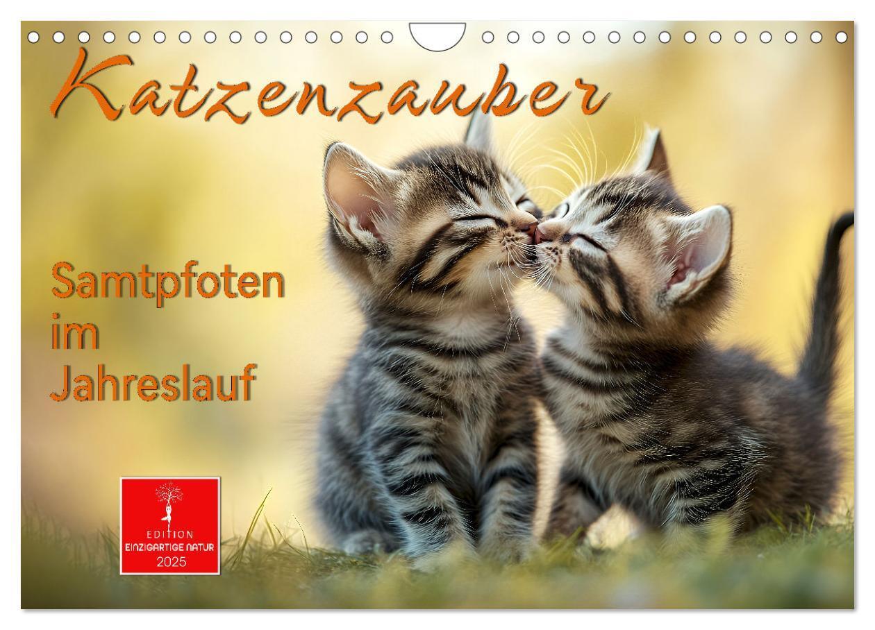 Cover: 9783457218242 | Katzenzauber - Samtpfoten im Jahreslauf (Wandkalender 2025 DIN A4...