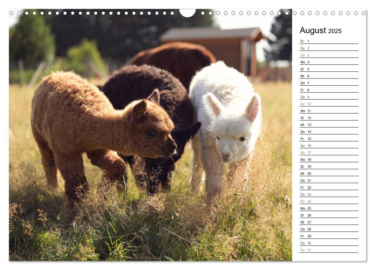 Bild: 9783457218693 | Alpakas im Paradies (Wandkalender 2025 DIN A3 quer), CALVENDO...