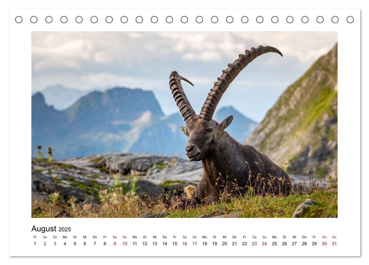 Bild: 9783383907937 | Steinböcke - Die Könige der Alpen (Tischkalender 2025 DIN A5 quer),...