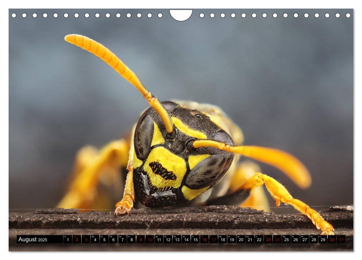 Bild: 9783435340965 | Faszination Makrofotografie: Wespen und Bienen (Wandkalender 2025...