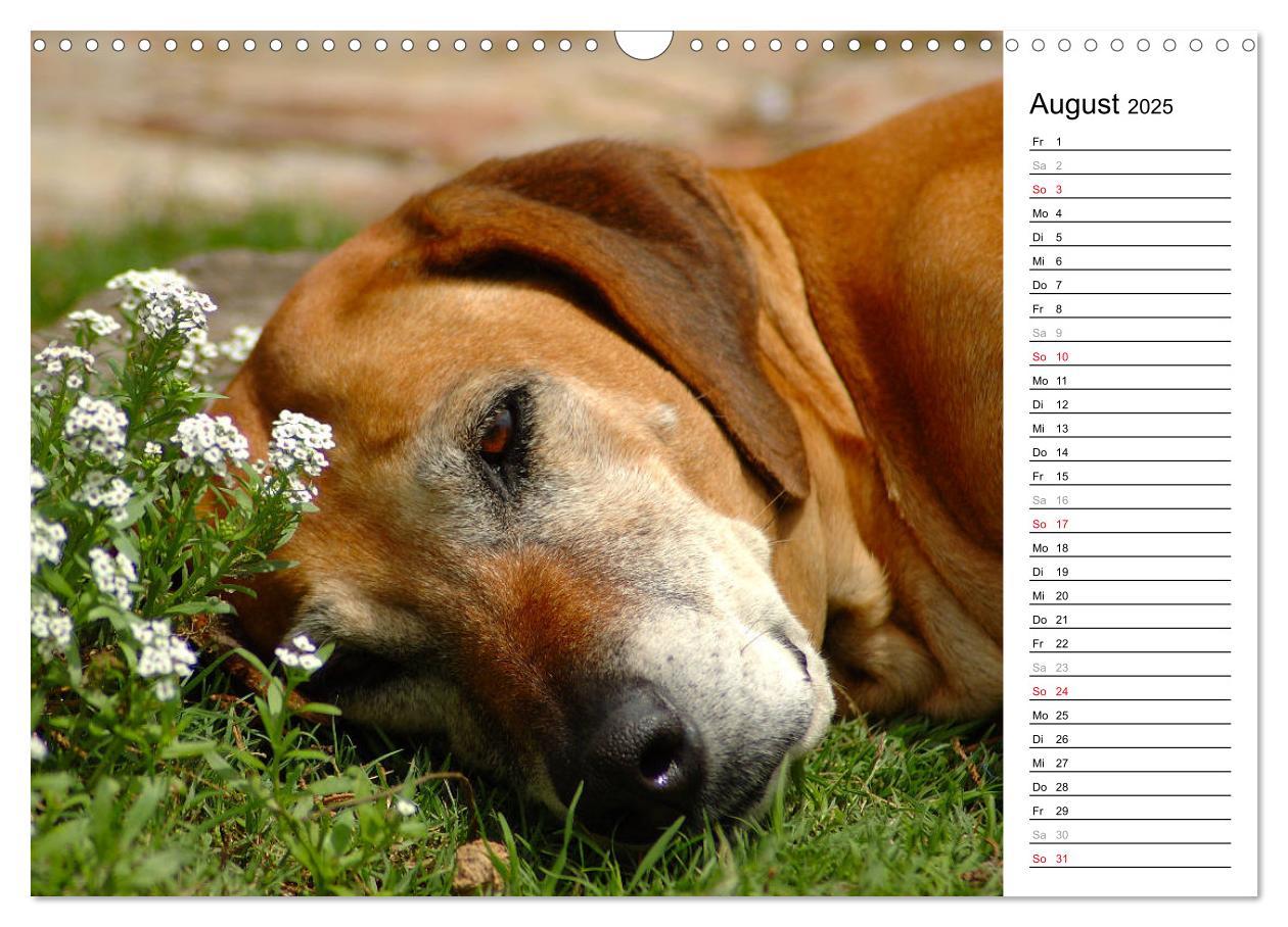 Bild: 9783435454617 | Rhodesian Ridgeback Terminkalender (Wandkalender 2025 DIN A3 quer),...