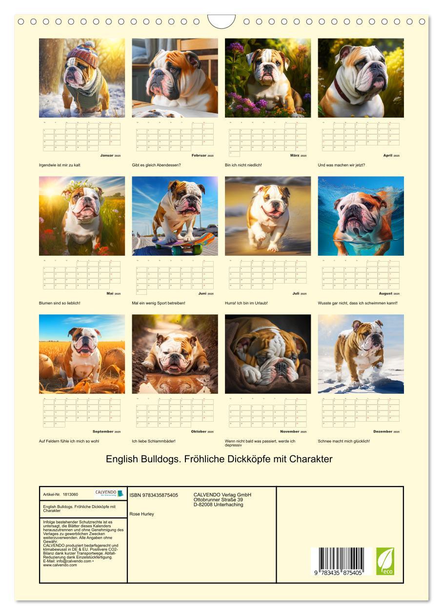 Bild: 9783435875405 | English Bulldogs. Fröhliche Dickköpfe mit Charakter (Wandkalender...