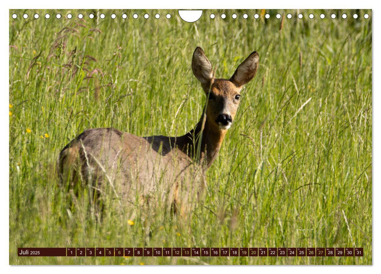 Bild: 9783457175958 | Zauberhafte Wesen - anmutiges Rehwild (Wandkalender 2025 DIN A4...