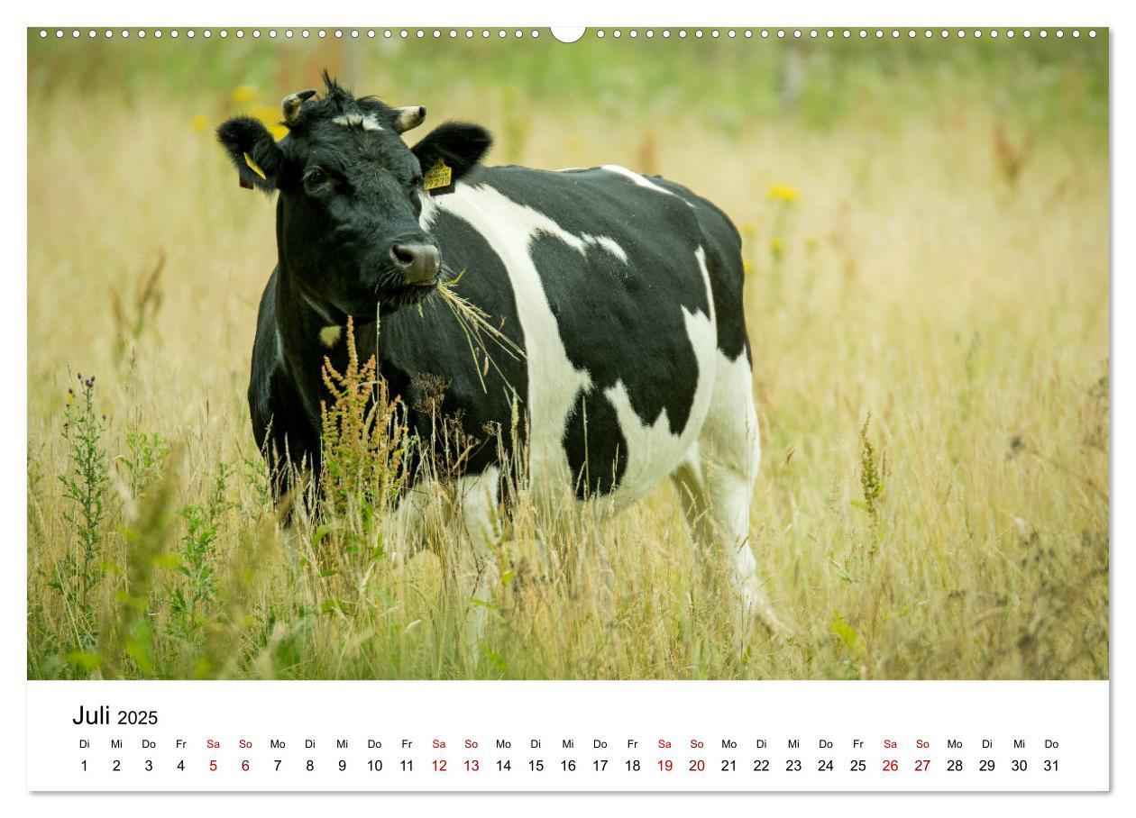 Bild: 9783435348459 | Alte Nutztierrassen 2025 (hochwertiger Premium Wandkalender 2025...