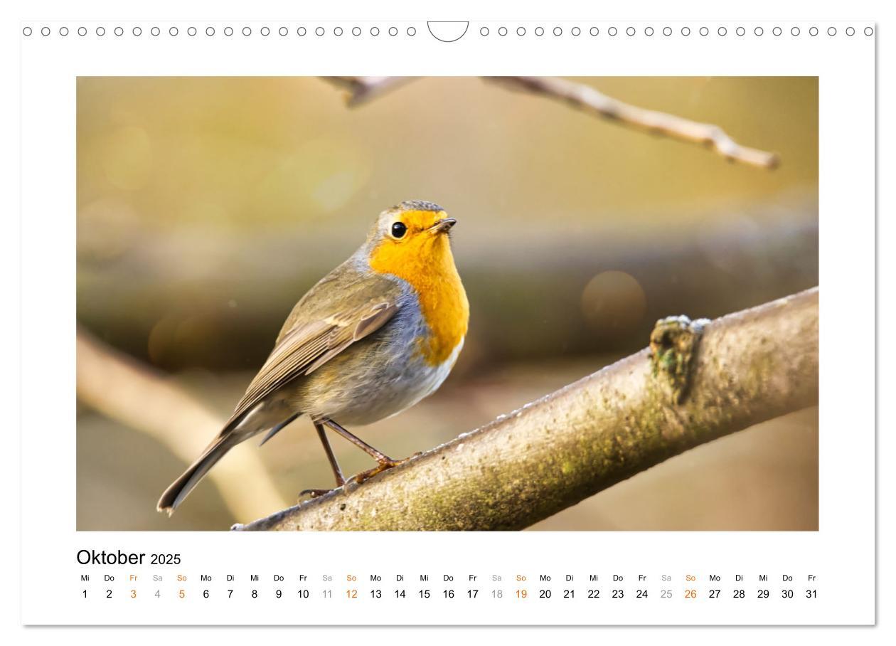 Bild: 9783383914829 | Zauberhafte Rotkehlchen (Wandkalender 2025 DIN A3 quer), CALVENDO...