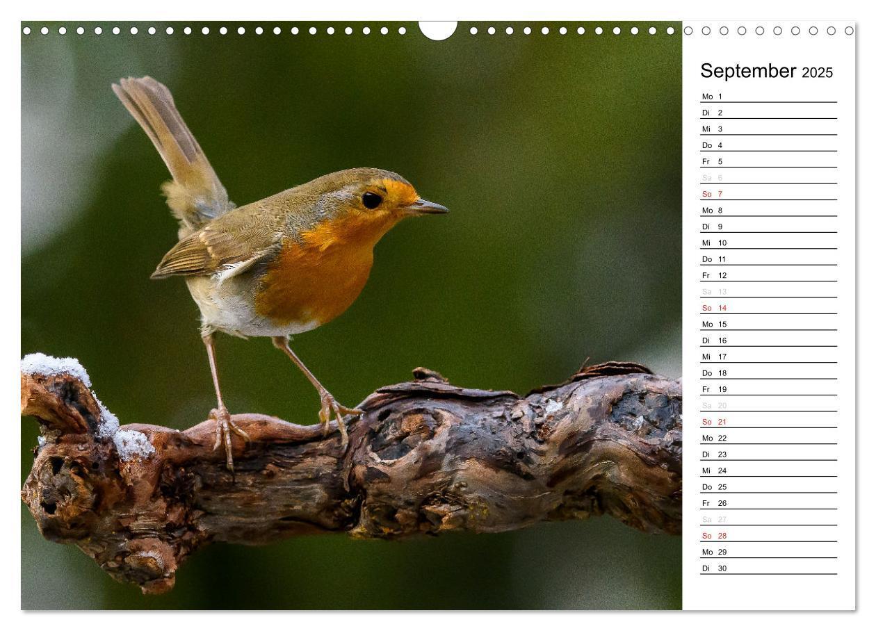 Bild: 9783435544547 | Unsere heimischen Gartenvögel (Wandkalender 2025 DIN A3 quer),...