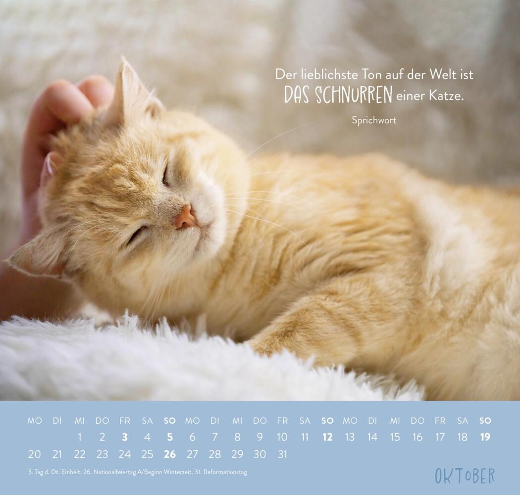 Bild: 4036442011881 | Wandkalender 2025: Für Katzenfreunde | Groh Verlag | Kalender | 12 S.