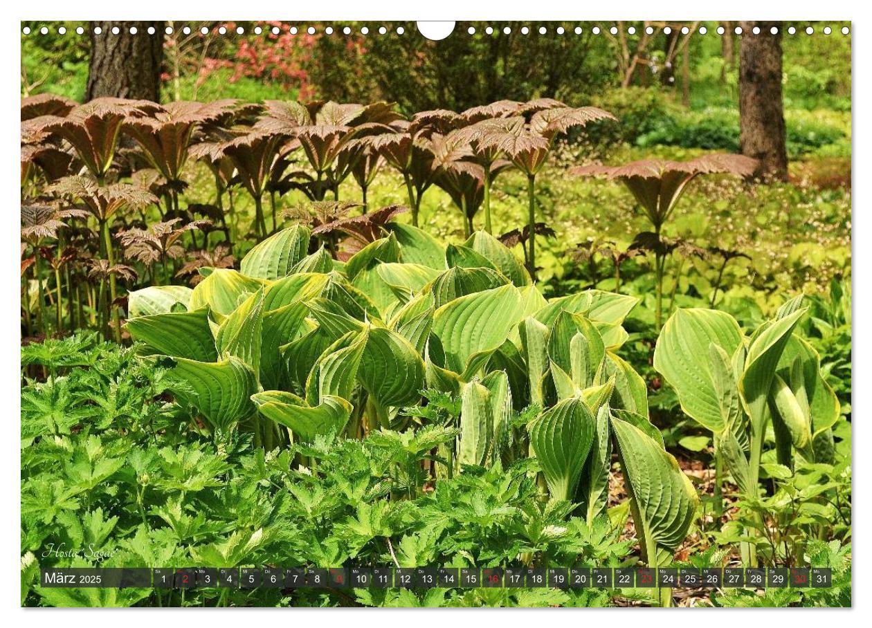 Bild: 9783435576388 | Hosta Staude mit Herz (Wandkalender 2025 DIN A3 quer), CALVENDO...