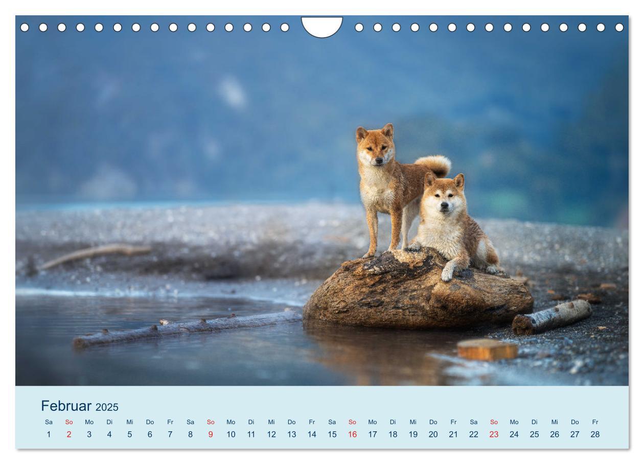 Bild: 9783457234167 | Shiba Inu - mutig, treu, selbstbewusst (Wandkalender 2025 DIN A4...