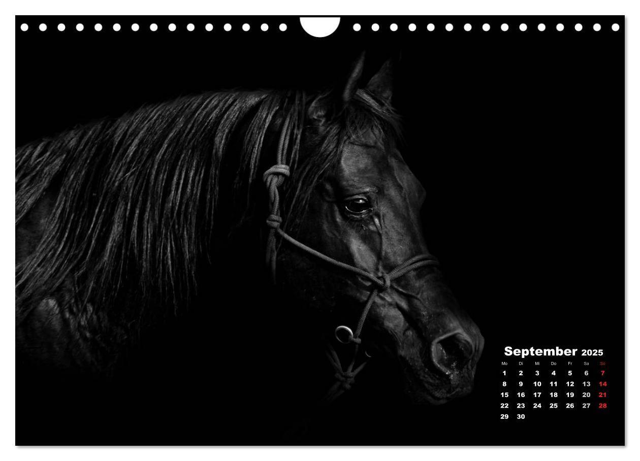 Bild: 9783435630905 | Pferde zwischen Licht und Schatten (Wandkalender 2025 DIN A4 quer),...