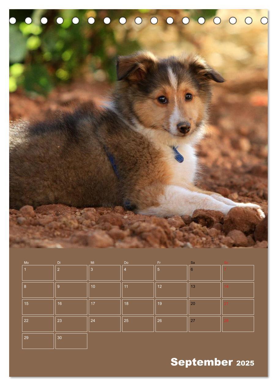 Bild: 9783457011997 | SHELTIES Herzensbrecher auf 4 Pfoten (Tischkalender 2025 DIN A5...