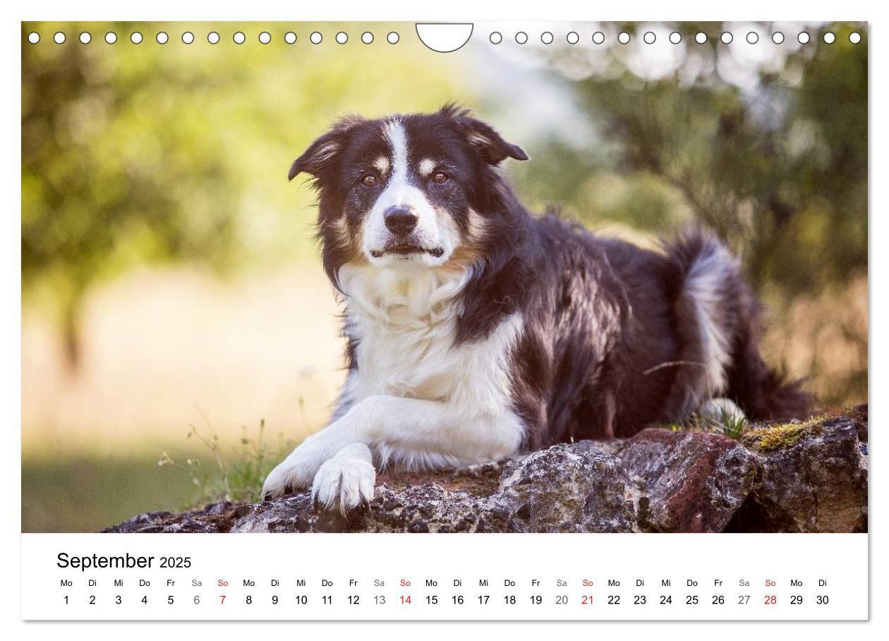 Bild: 9783435578153 | Border Collies 2025 (Wandkalender 2025 DIN A4 quer), CALVENDO...