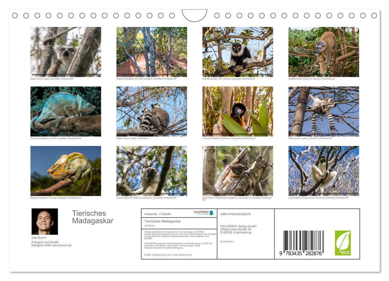 Bild: 9783435282876 | Tierisches Madagaskar (Wandkalender 2025 DIN A4 quer), CALVENDO...