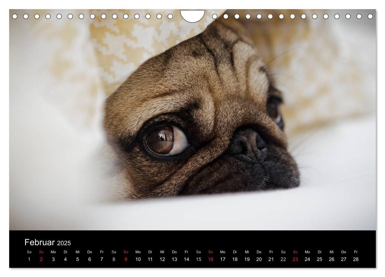 Bild: 9783435818198 | Mops 2025 (Wandkalender 2025 DIN A4 quer), CALVENDO Monatskalender