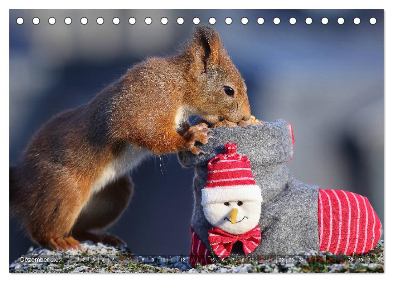 Bild: 9783435344178 | Eichhörnchen Luna und ihre Kinder (Tischkalender 2025 DIN A5 quer),...